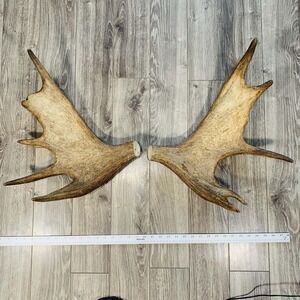 NATURALLY SHED WILD MOOSE ANTLER (HORN, KNIFE, CARVING, CHEW, TAXIDERMY) 2 Set